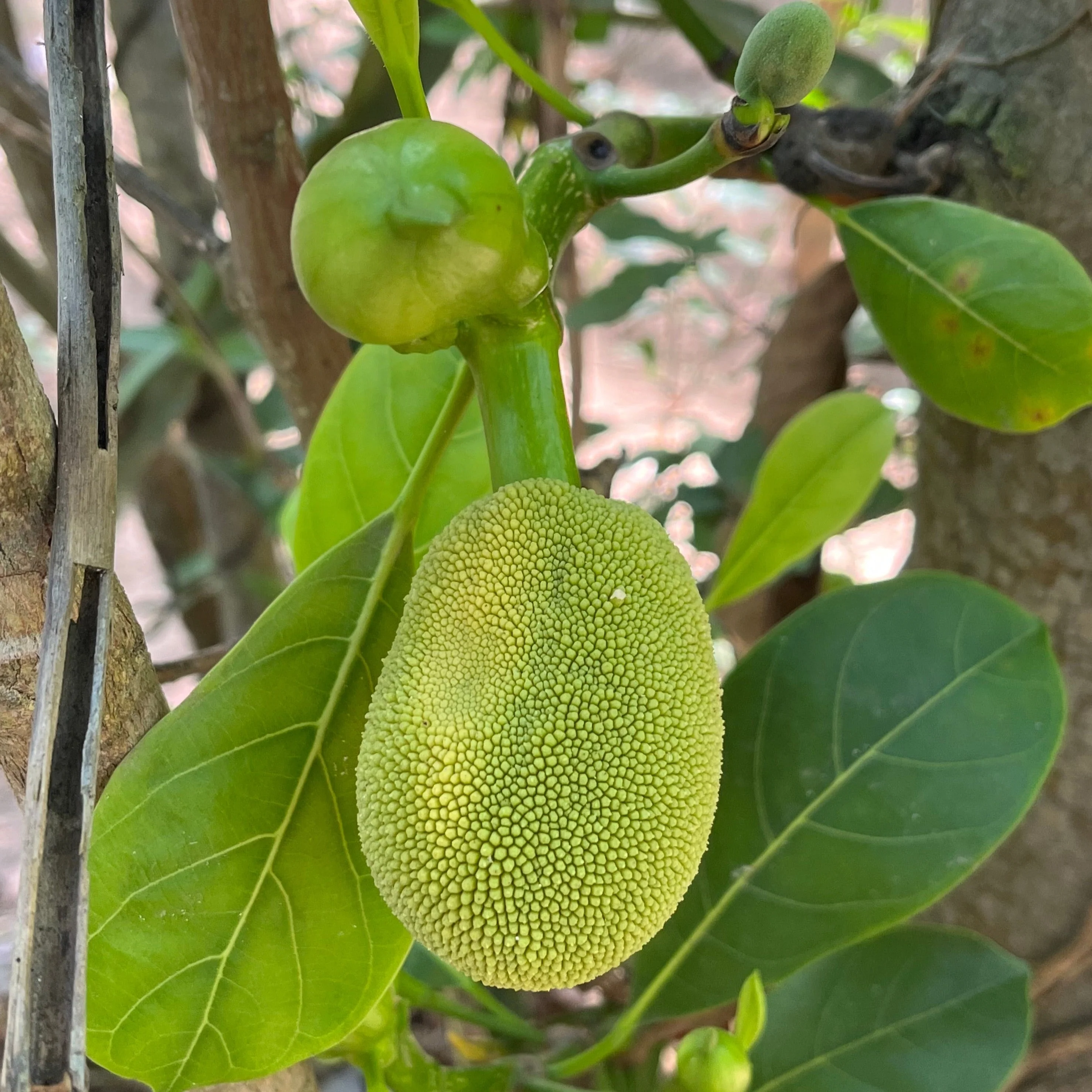 Jackfruit - Image 2