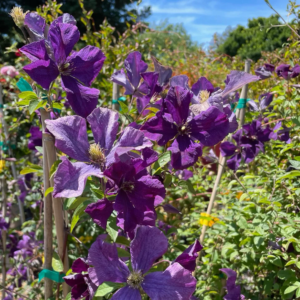 Jackman Clematis