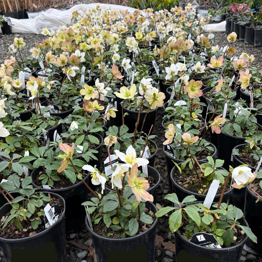 Jacob Helleborus - Image 2