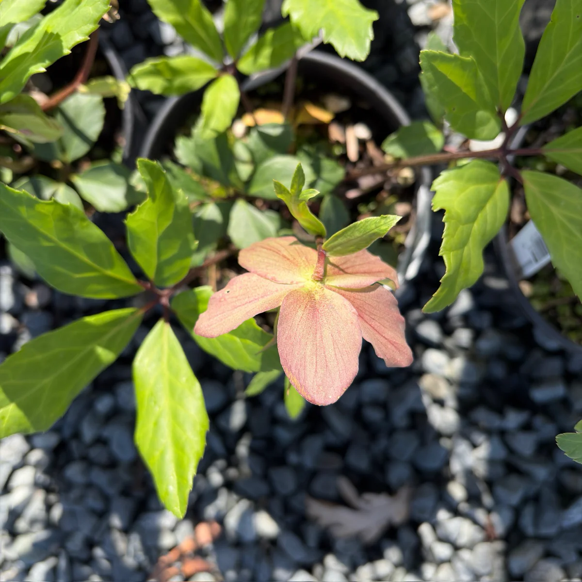 Jacob Helleborus - Image 3