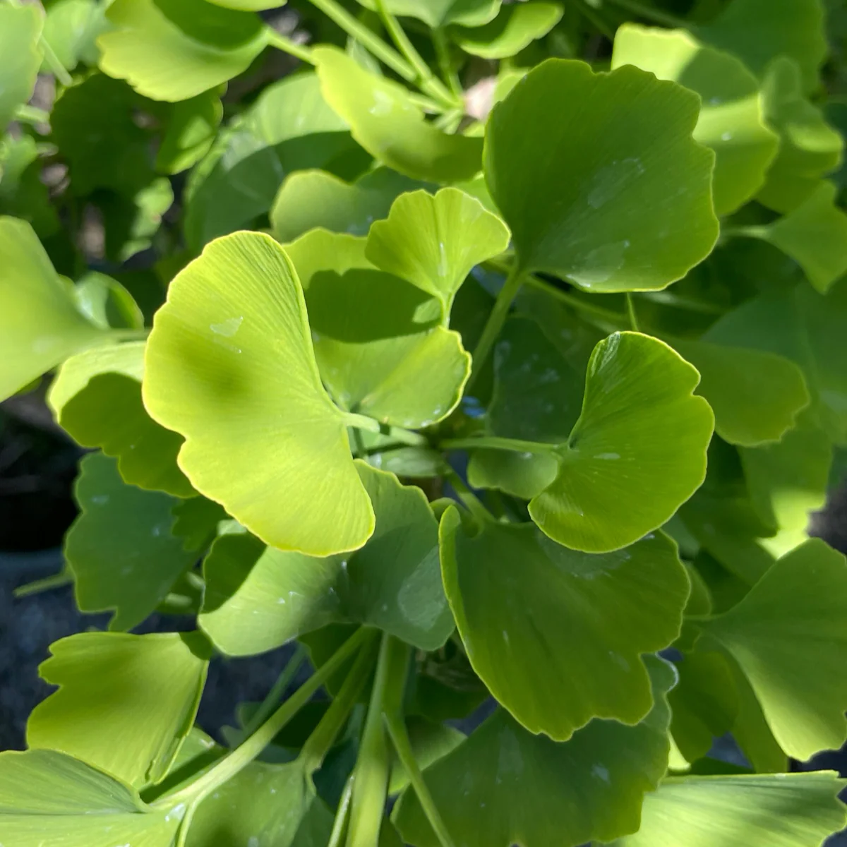 Jade Butterfly Ginkgo - Image 2