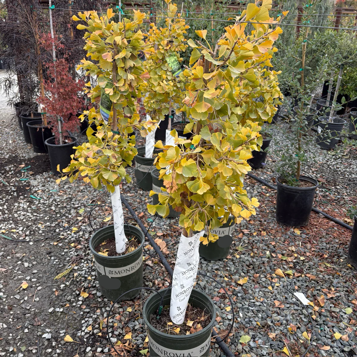 Jade Butterfly Ginkgo - Image 3