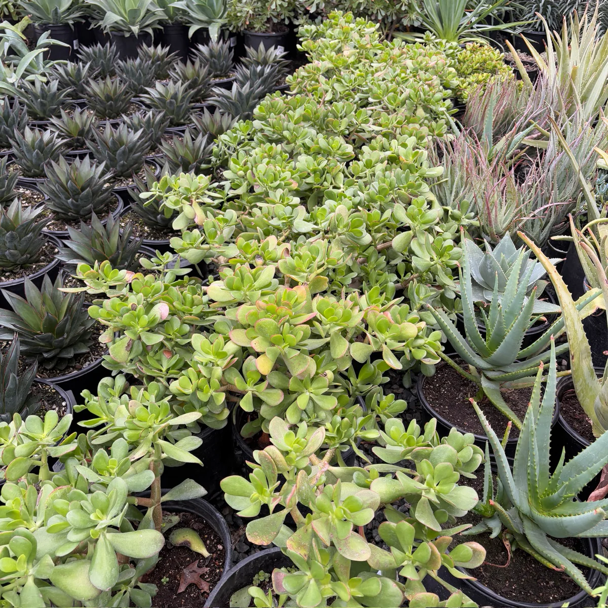 Jade Plant - Image 1