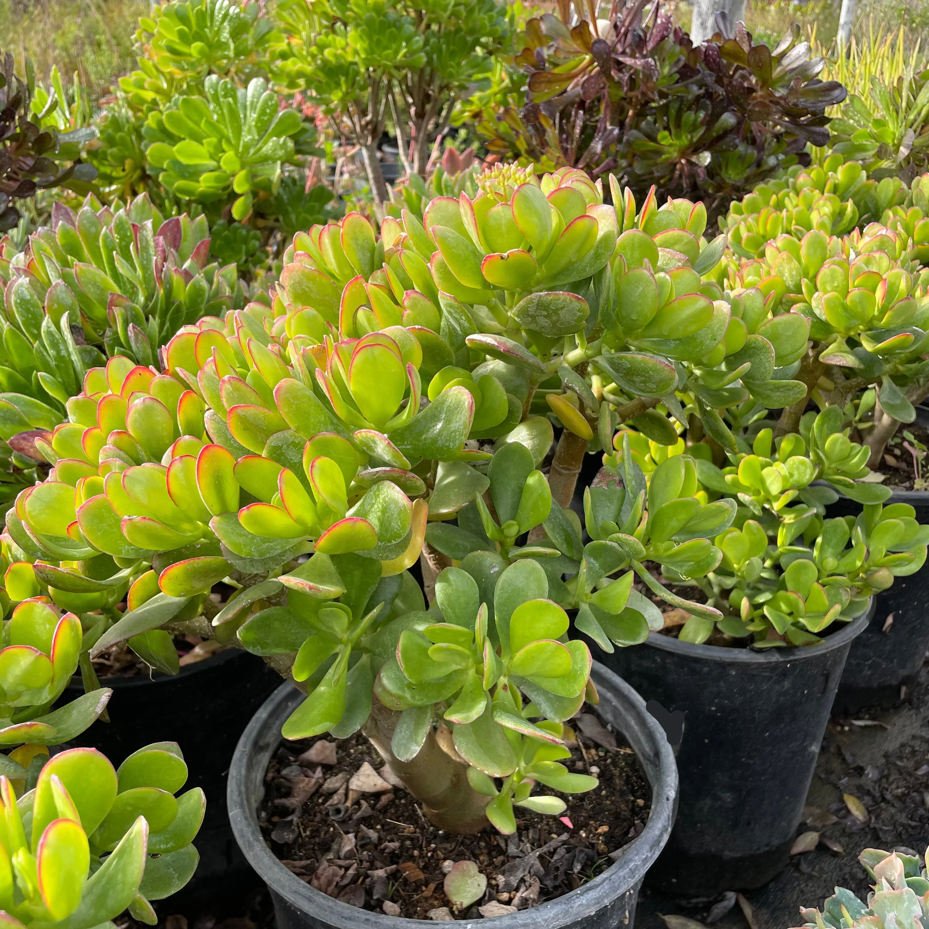 Jade Plant - Image 2