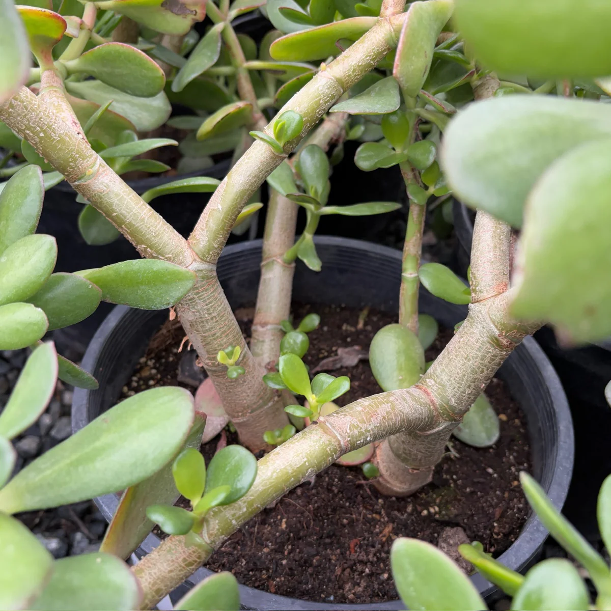 Jade Plant - Image 3