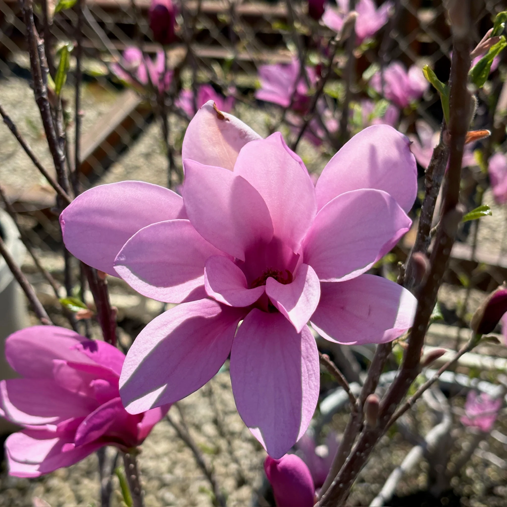 Jane Magnolia - Image 3