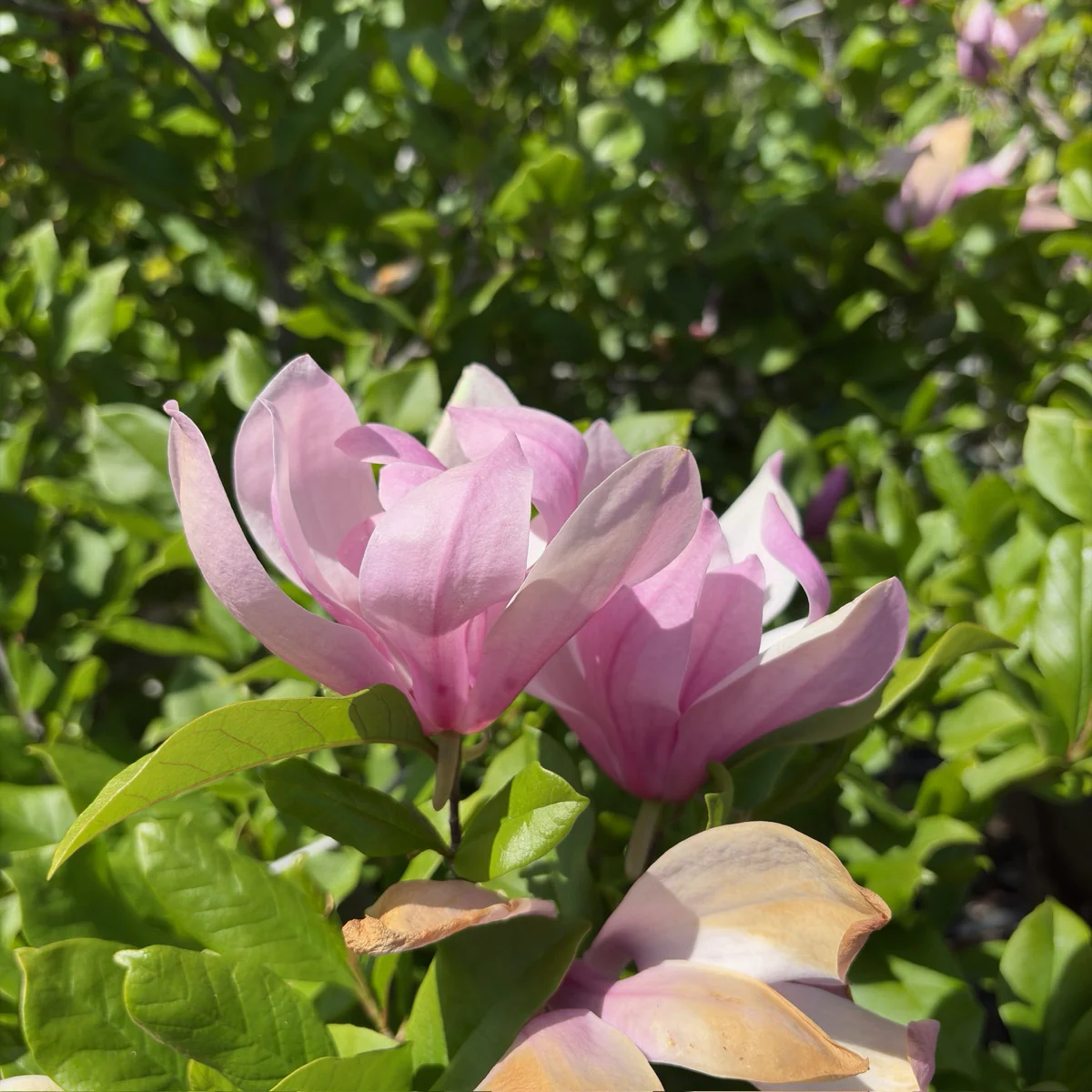 Jane Magnolia - Image 1