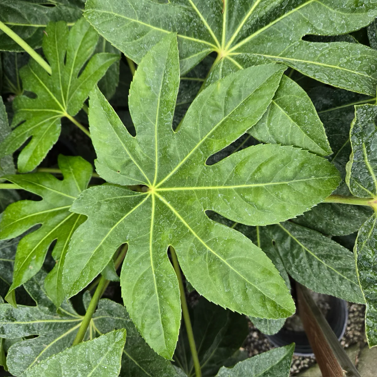 Japanese Aralia - Image 1