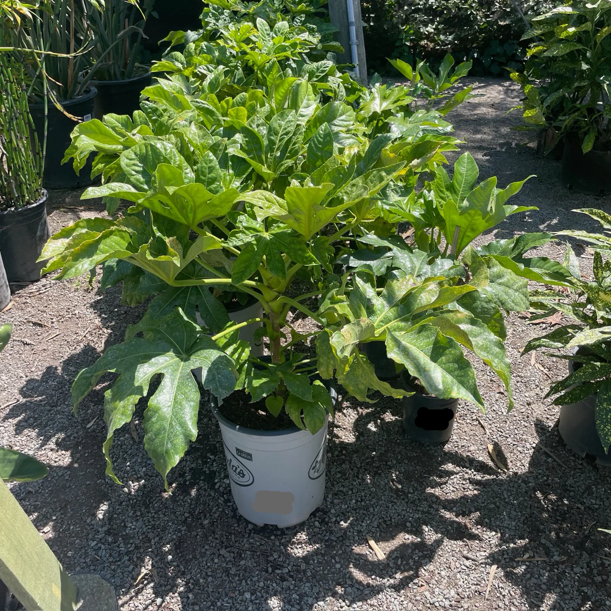 Japanese Aralia - Image 2