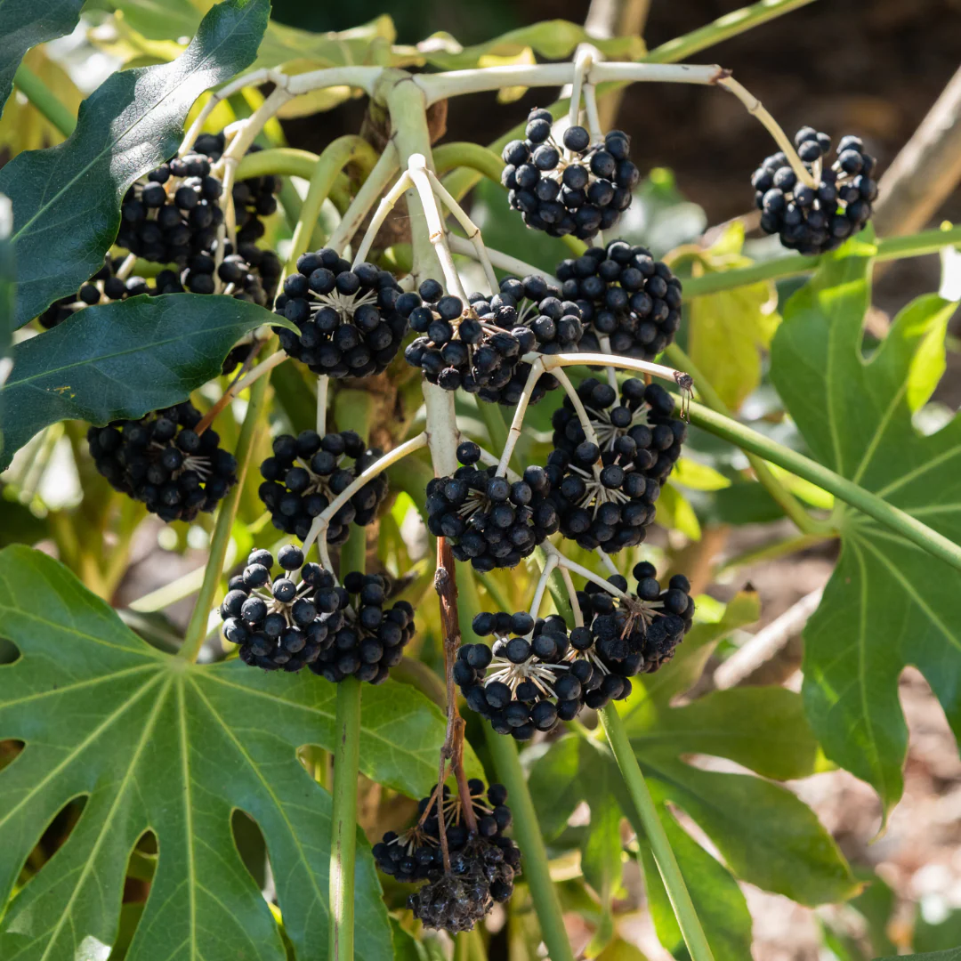 Japanese Aralia - Image 3