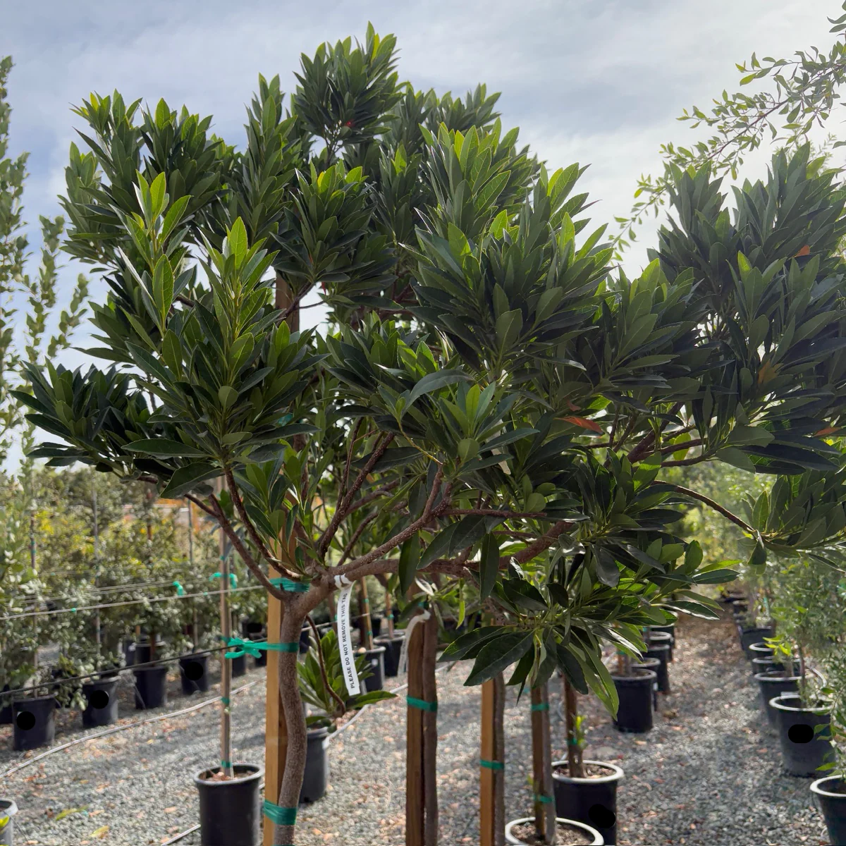 Japanese Blueberry Tree - Image 1