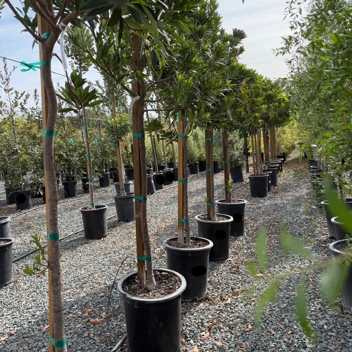 Japanese Blueberry Tree - Image 2