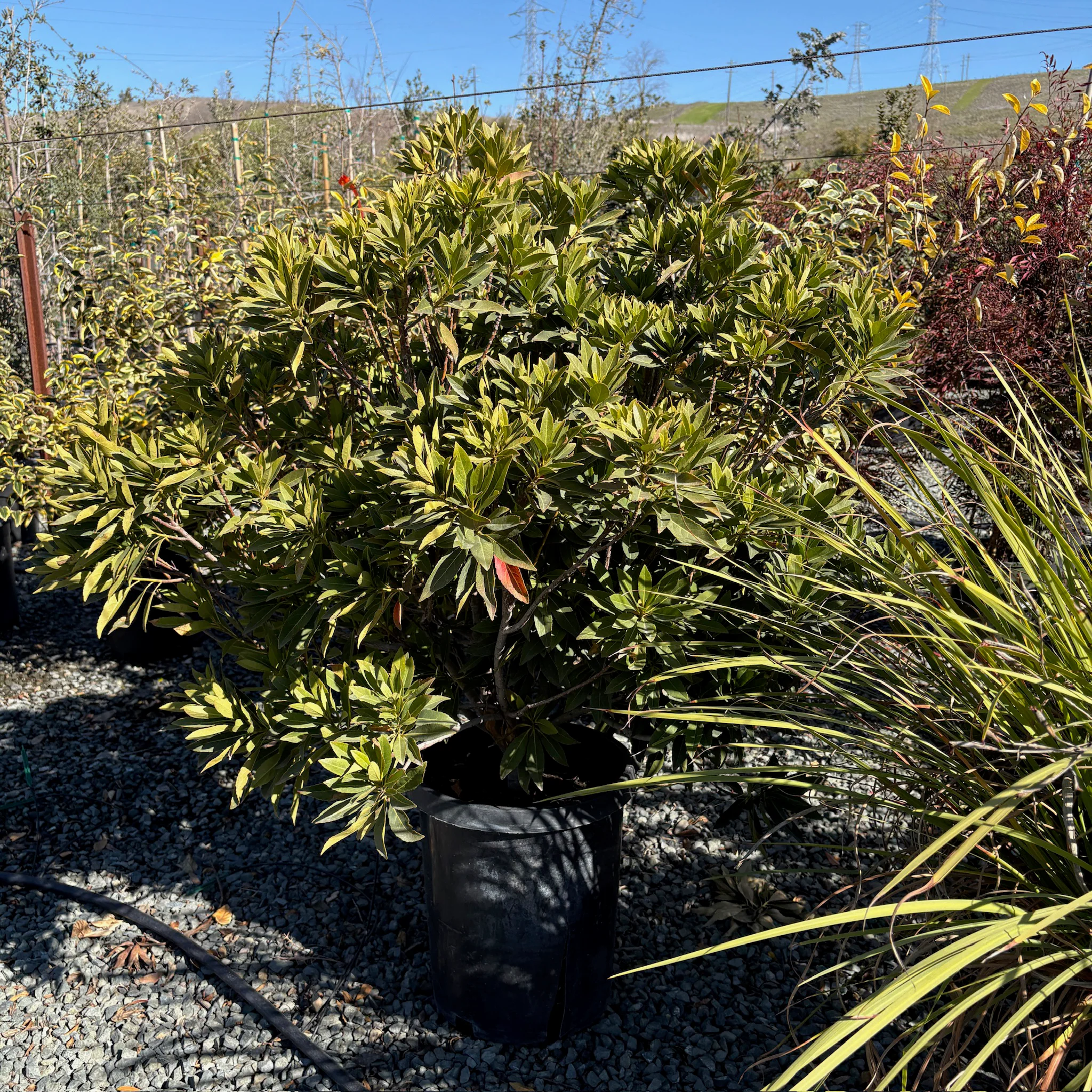 Japanese Blueberry Tree - Image 3