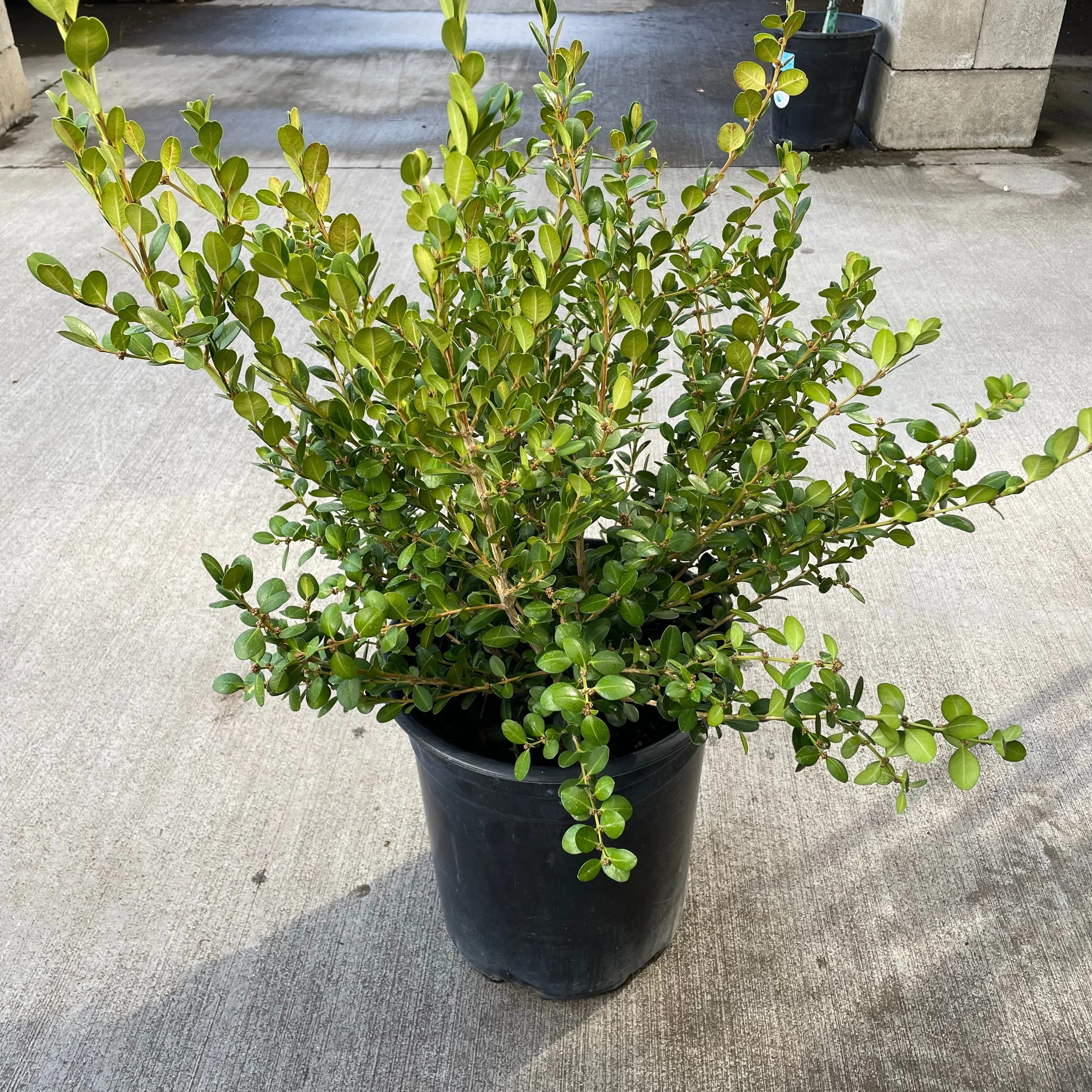 Japanese Boxwood - Image 1