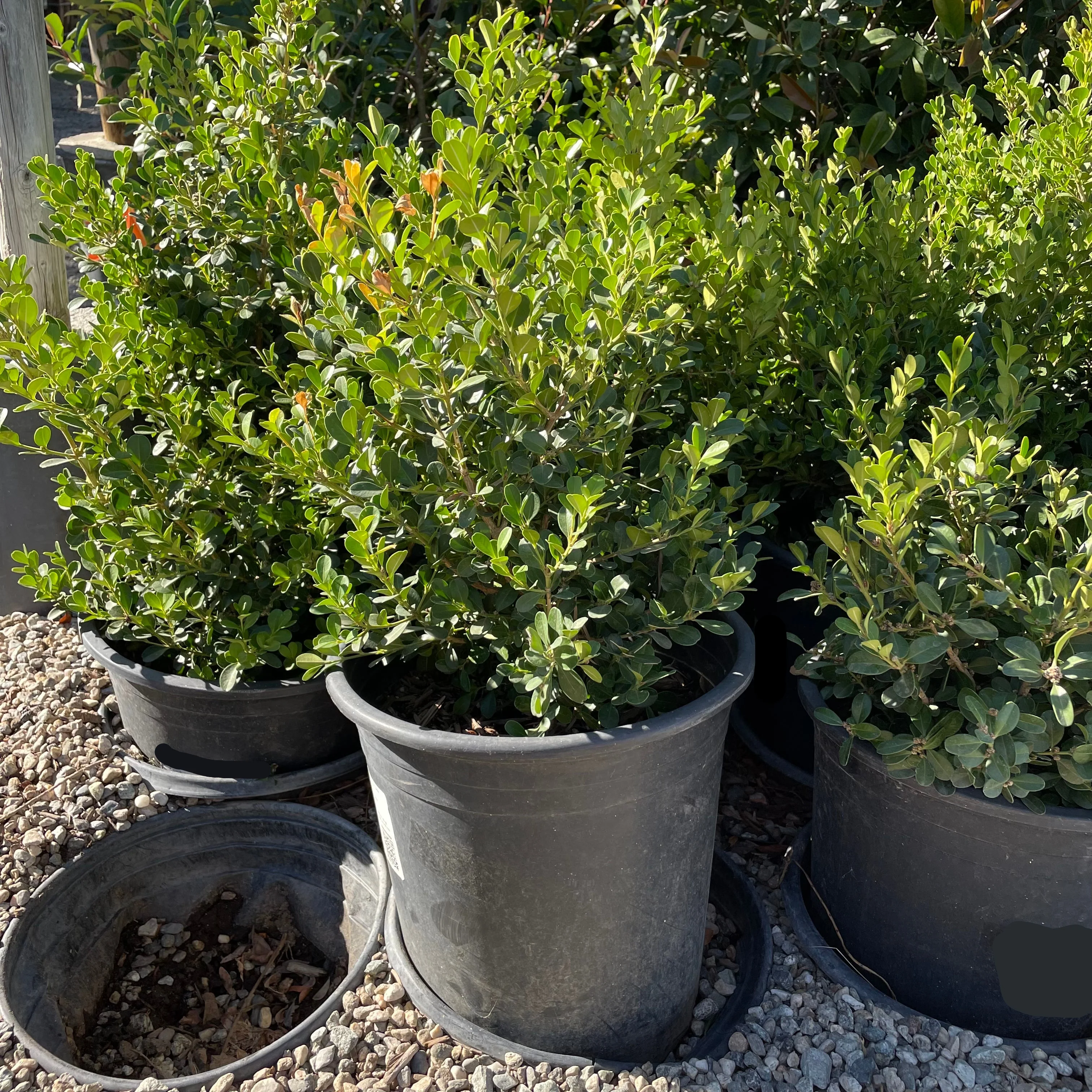 Japanese Boxwood - Image 2