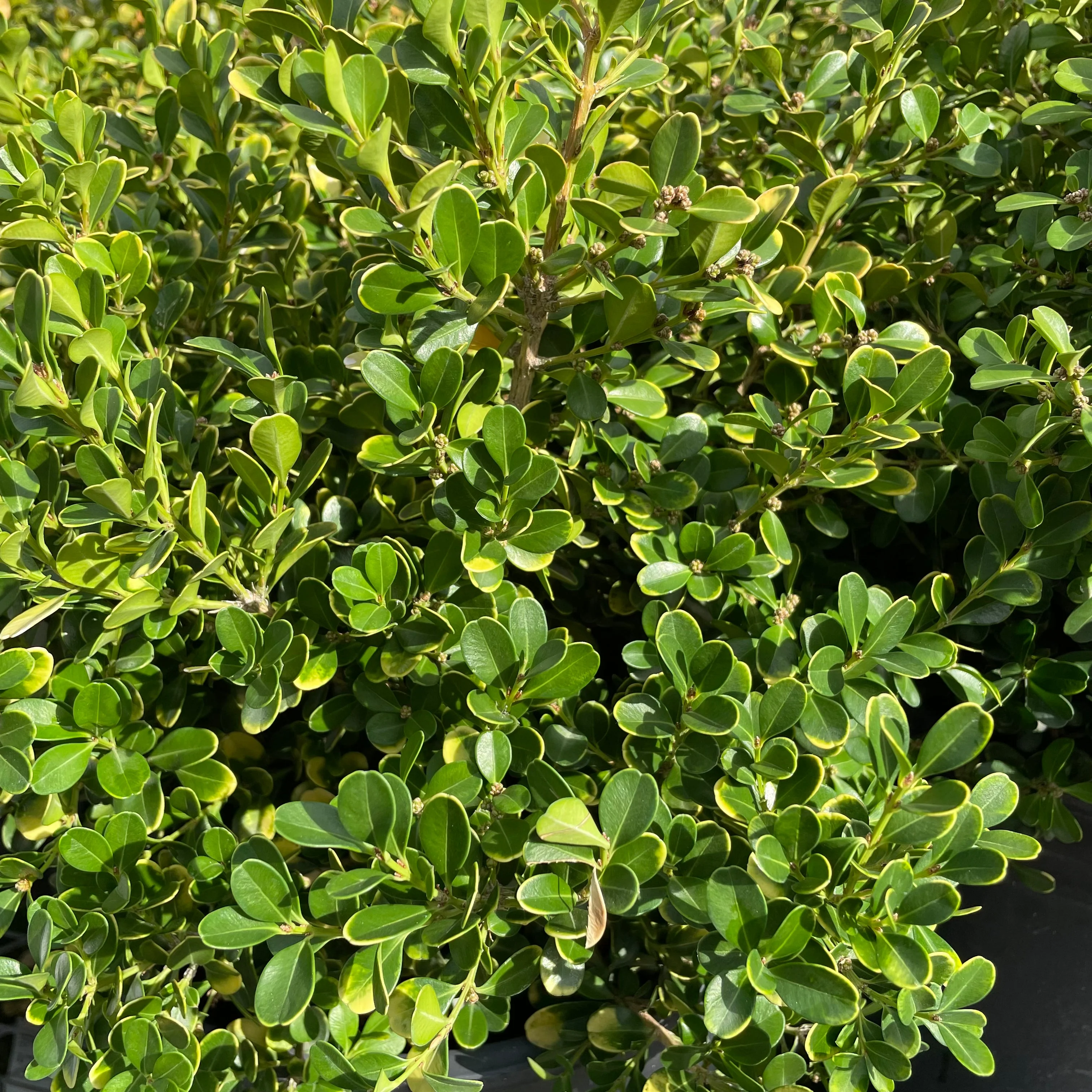 Japanese Boxwood - Image 3