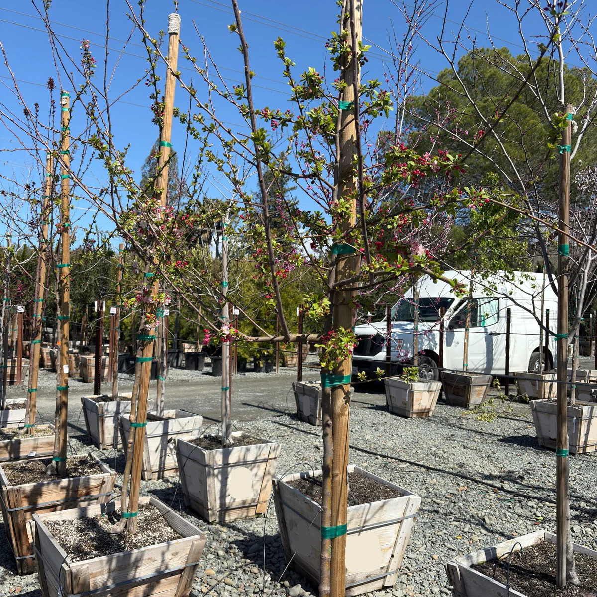 Floribunda Flowering Crabapple - Image 2