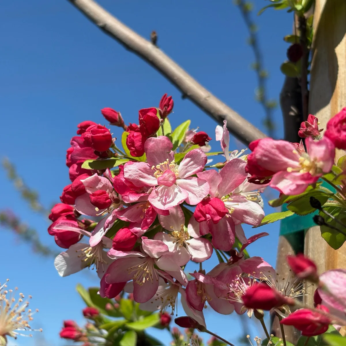 Floribunda Flowering Crabapple - Image 1