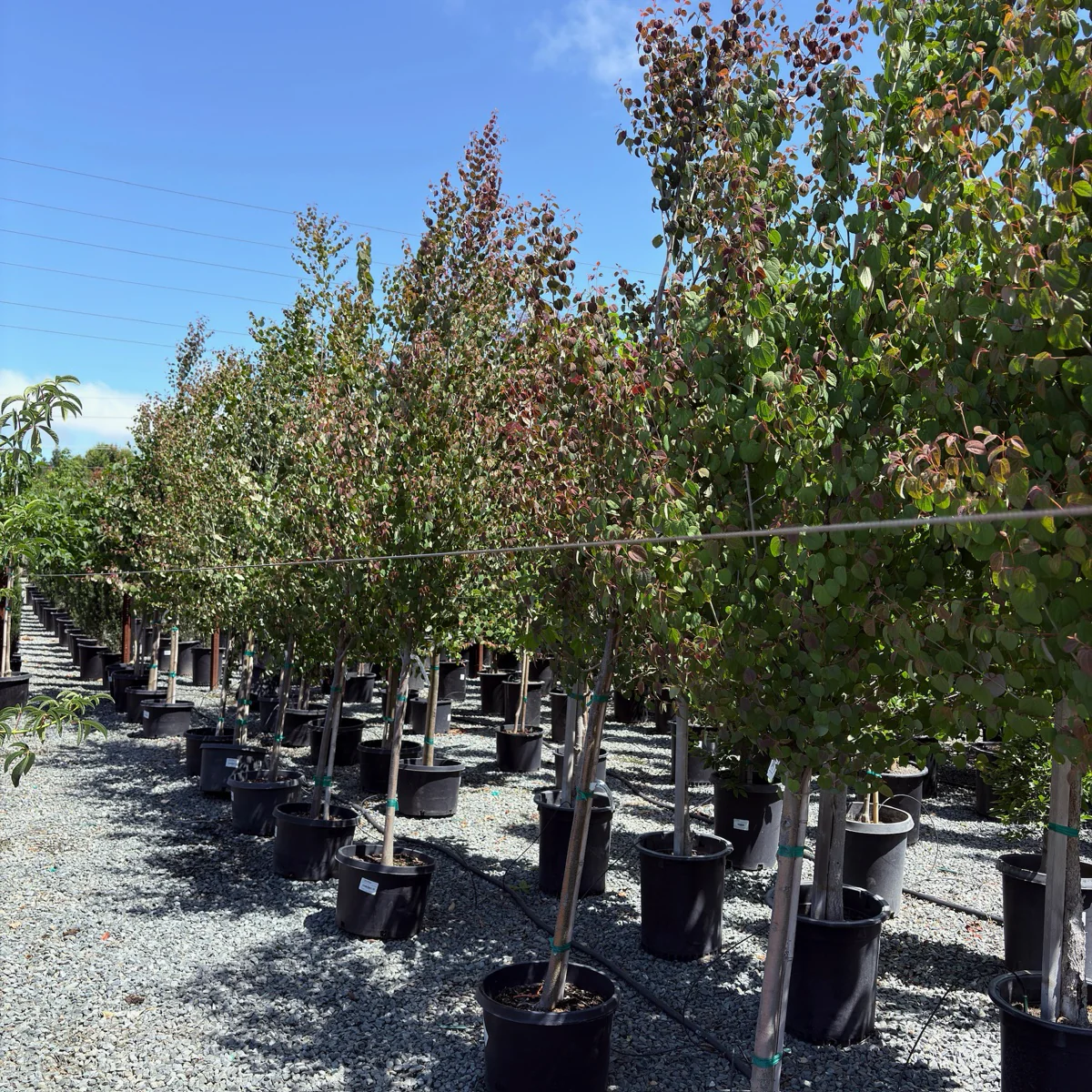 Japanese  Katsura Tree - Image 2
