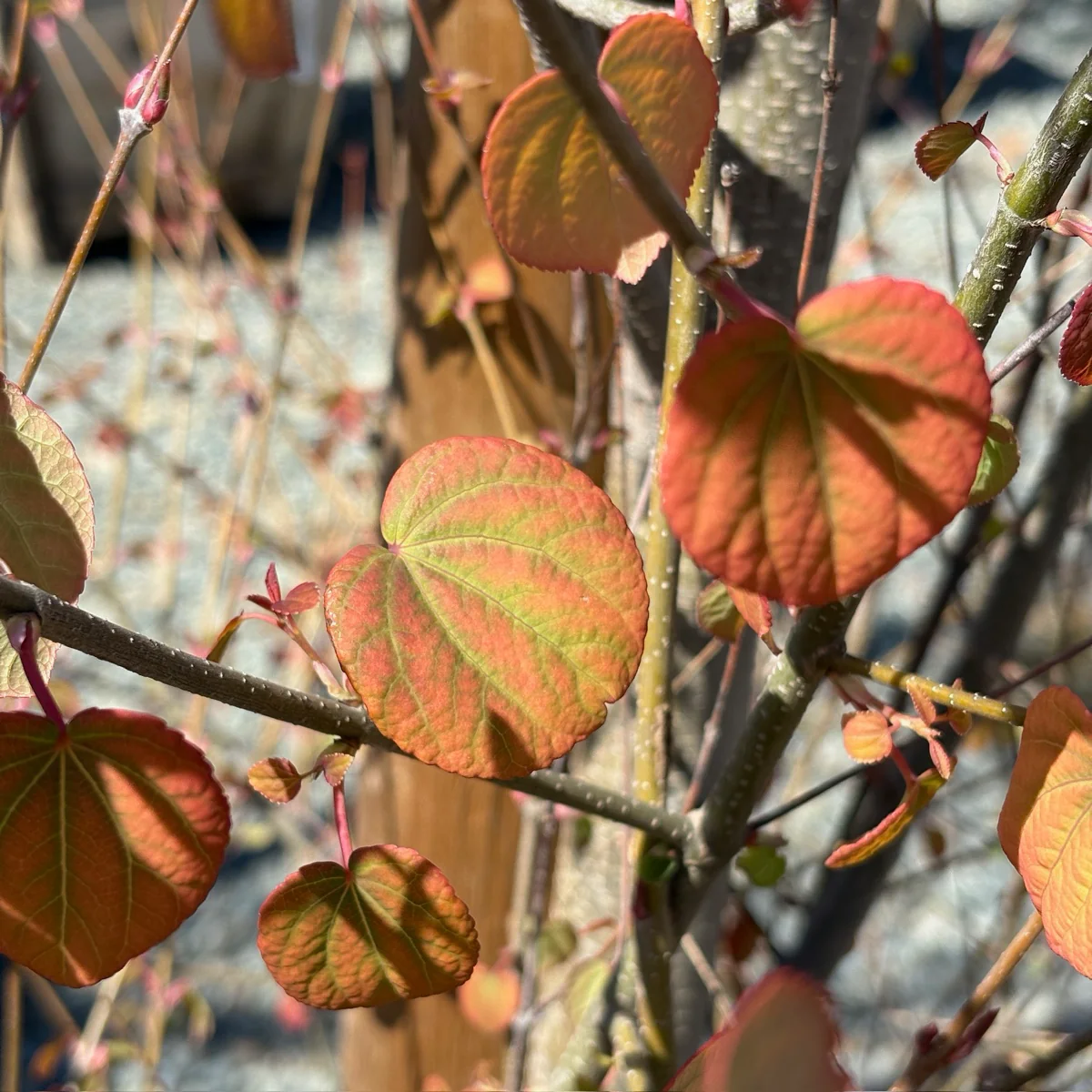 Japanese  Katsura Tree - Image 3