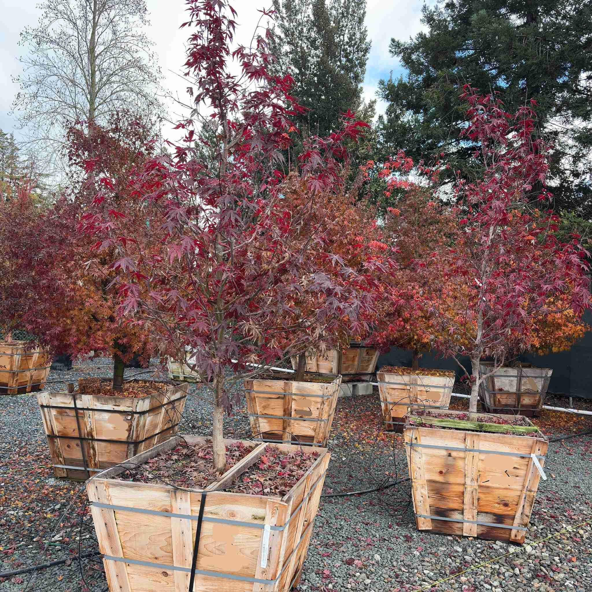 Green Japanese Maple - Image 2