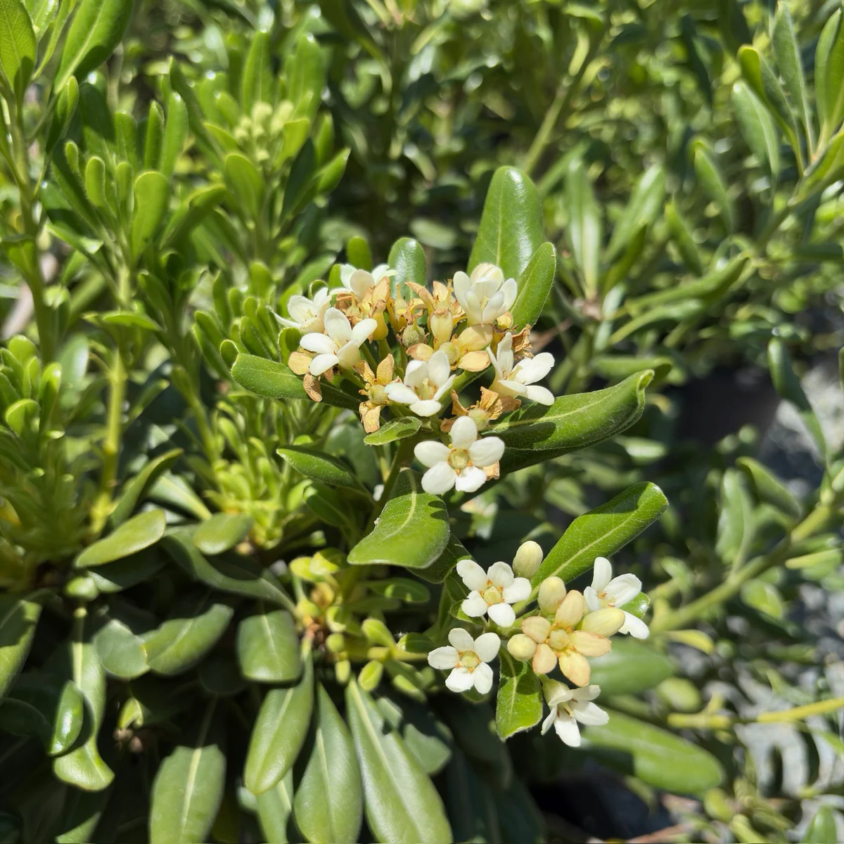 Japanese Mock Orange - Image 2