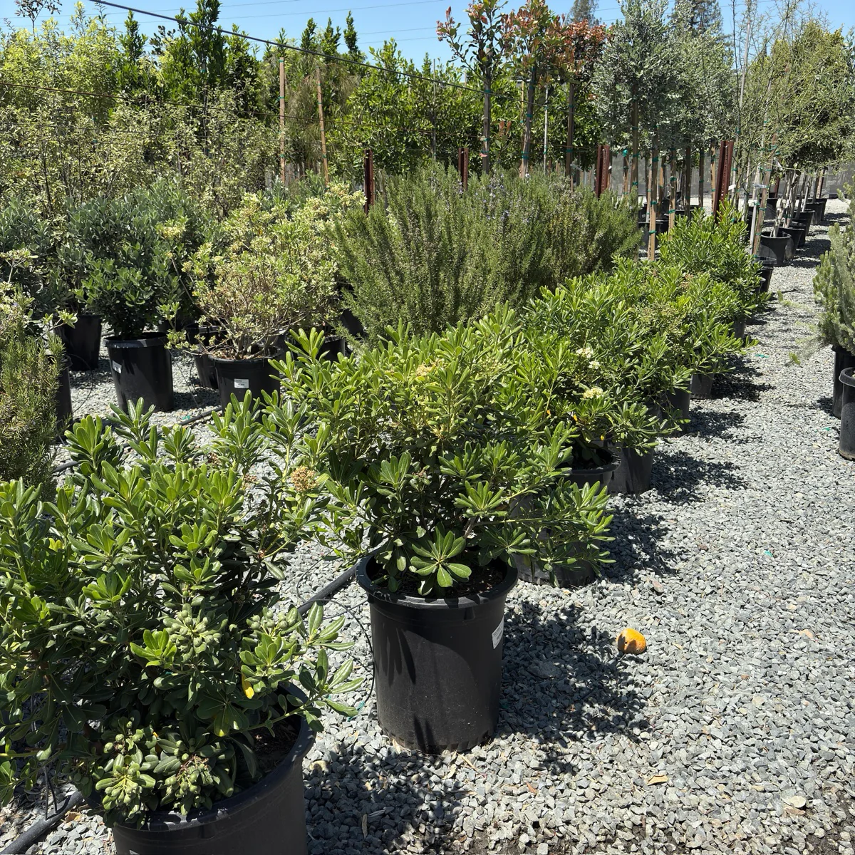 Japanese Mock Orange - Image 3