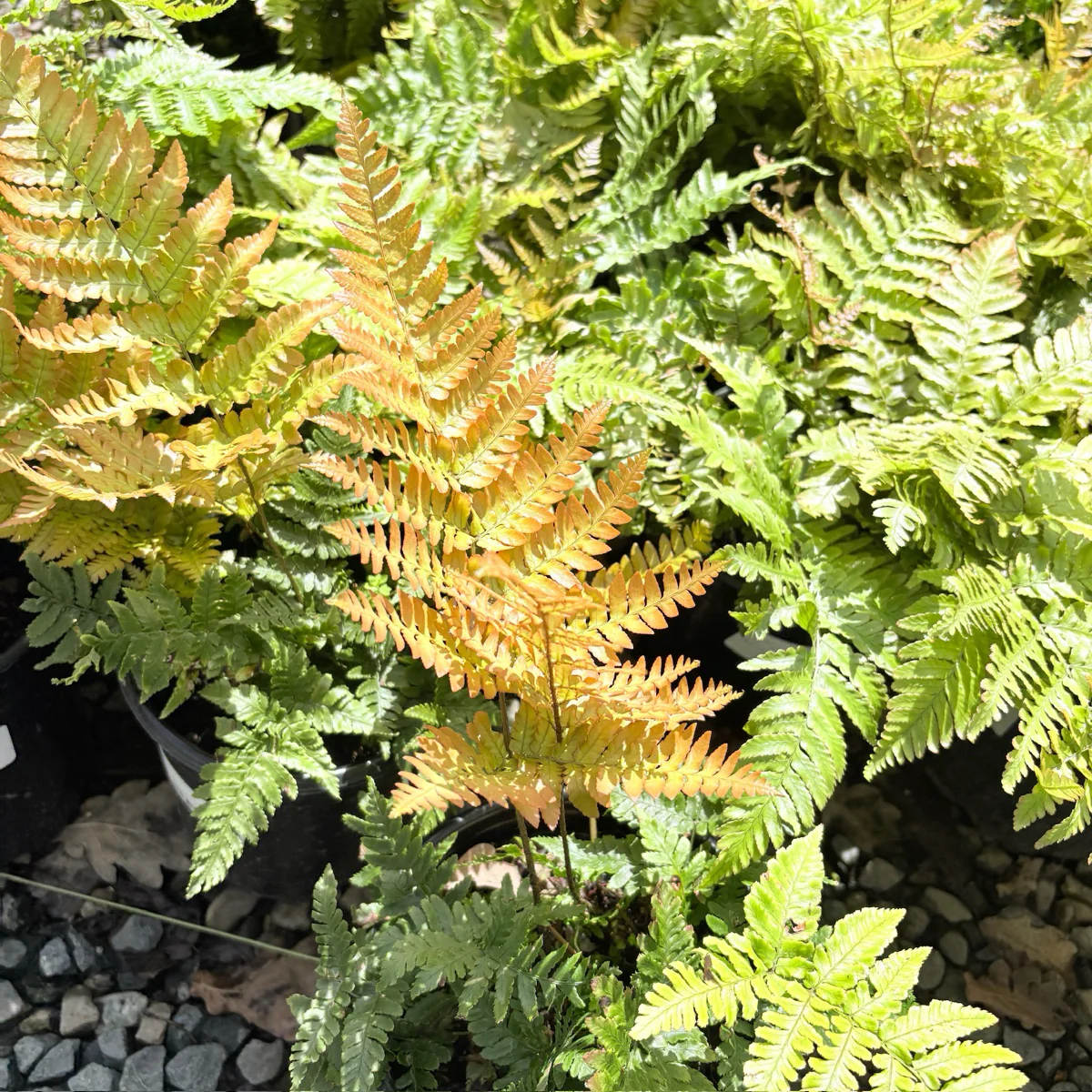 Brilliance Autumn Fern - Image 1
