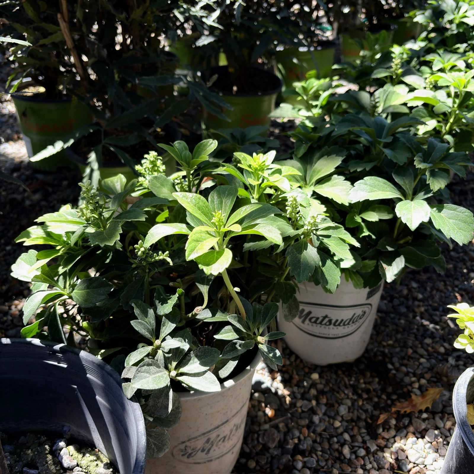 Japanese Spurge - Image 2