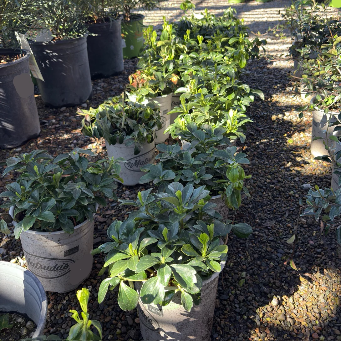 Japanese Spurge - Image 3