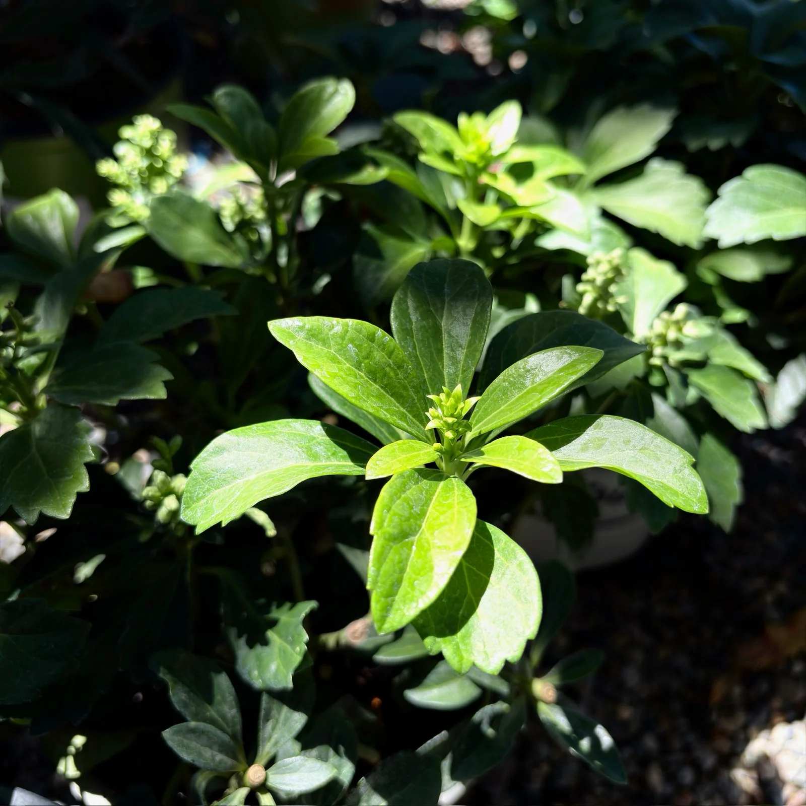 Japanese Spurge - Image 1