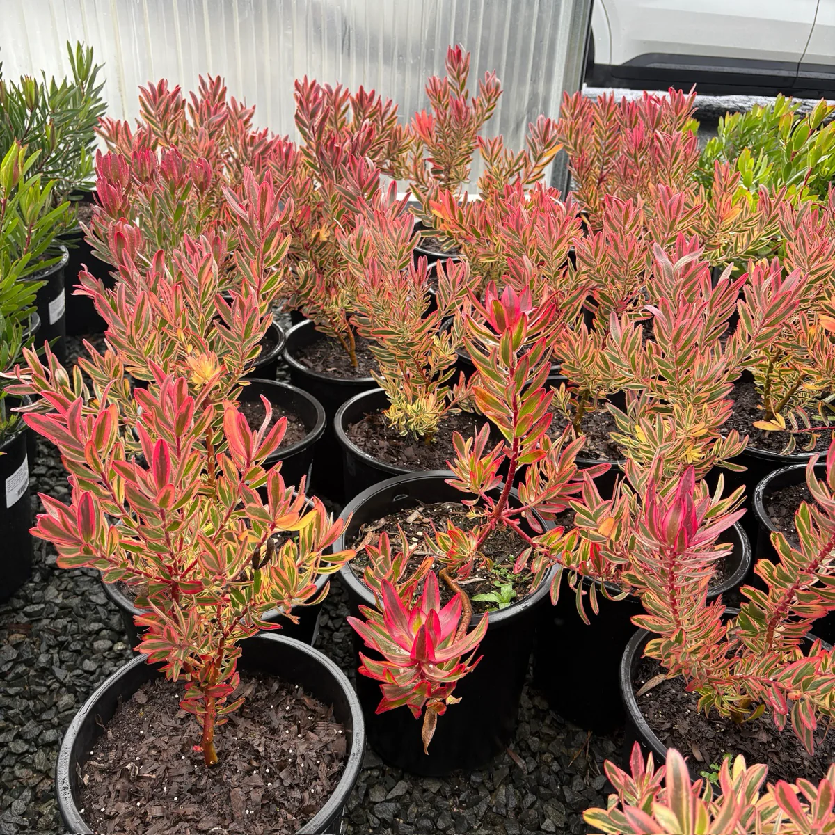 Jester Cone Bush - Image 1