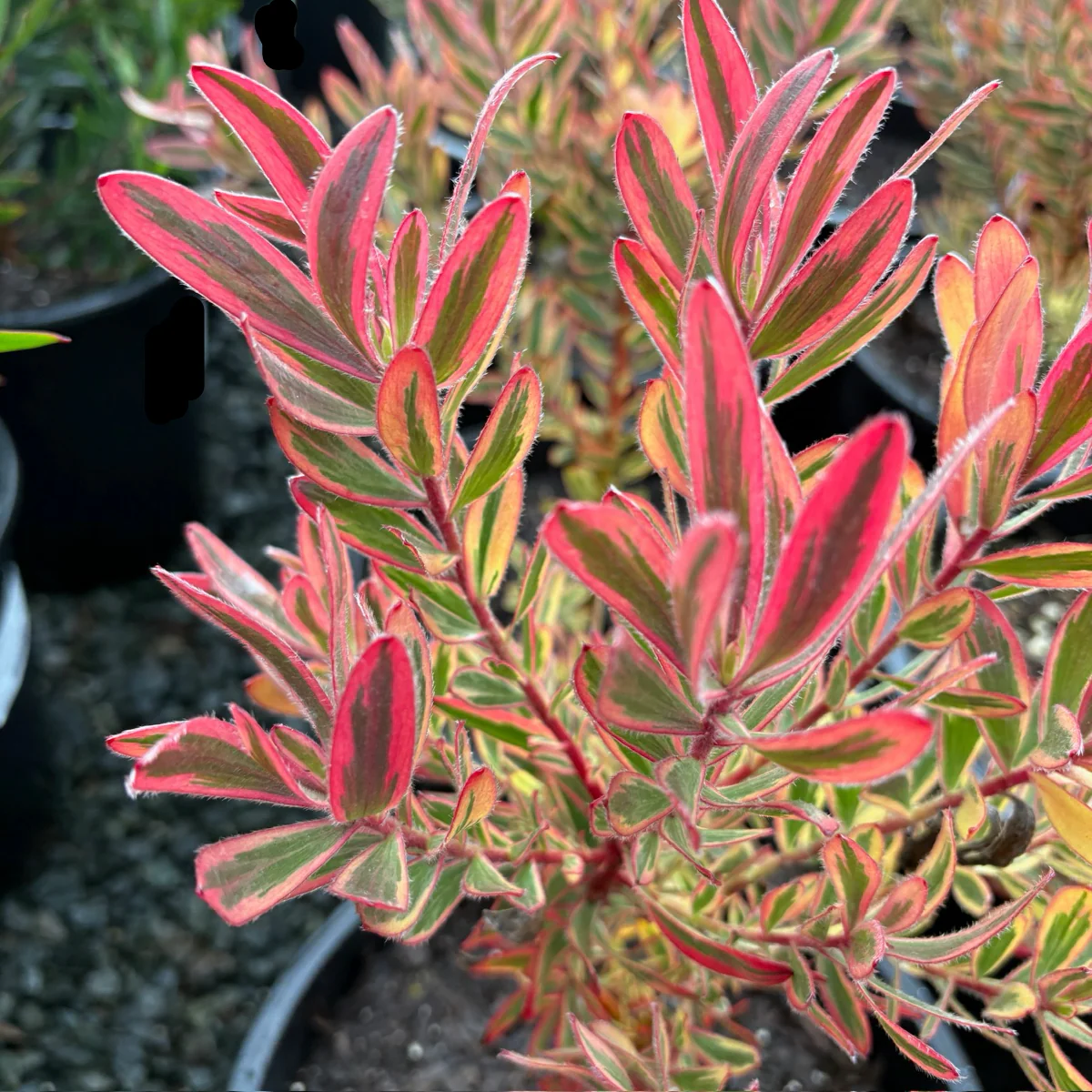 Jester Cone Bush - Image 2