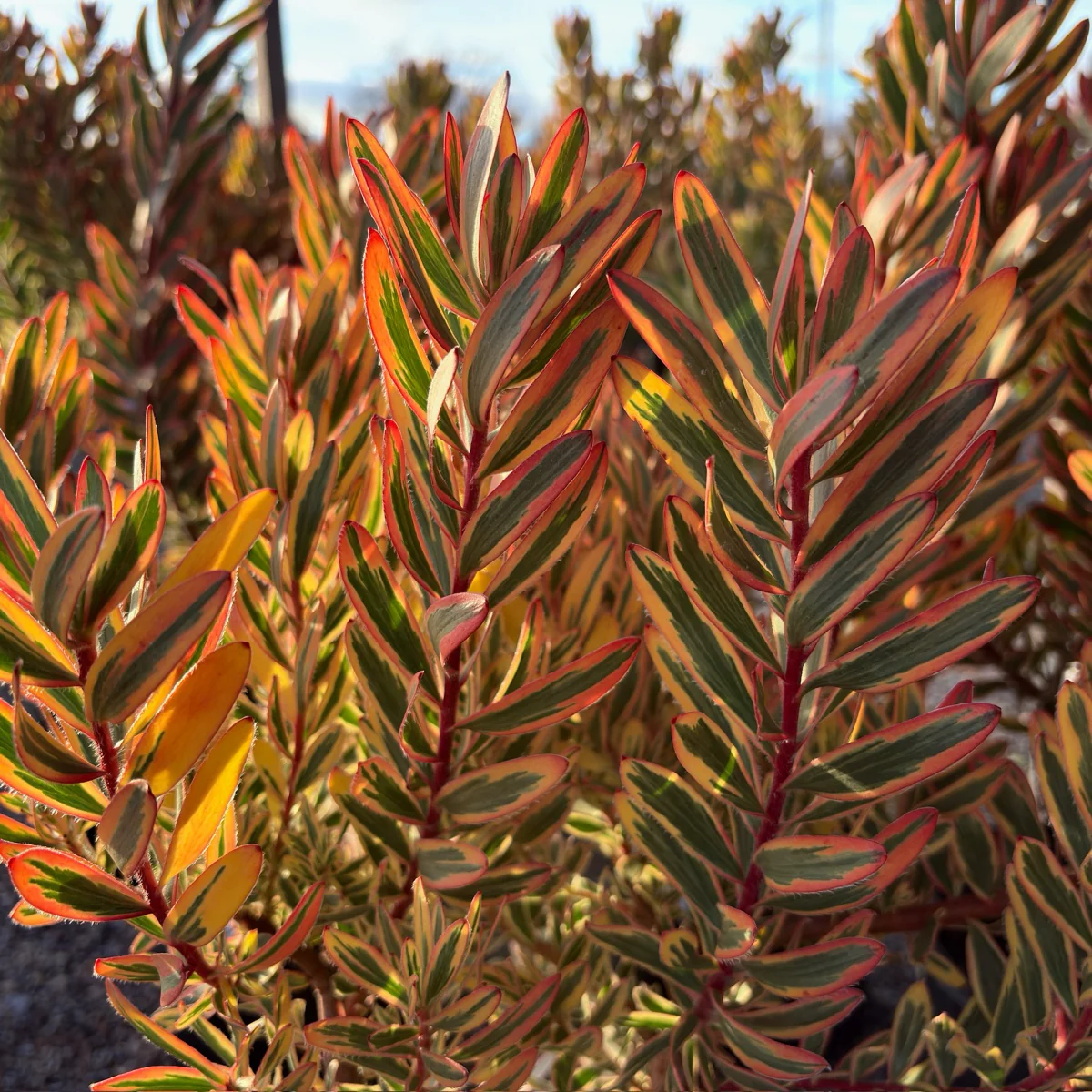 Jester Cone Bush - Image 3