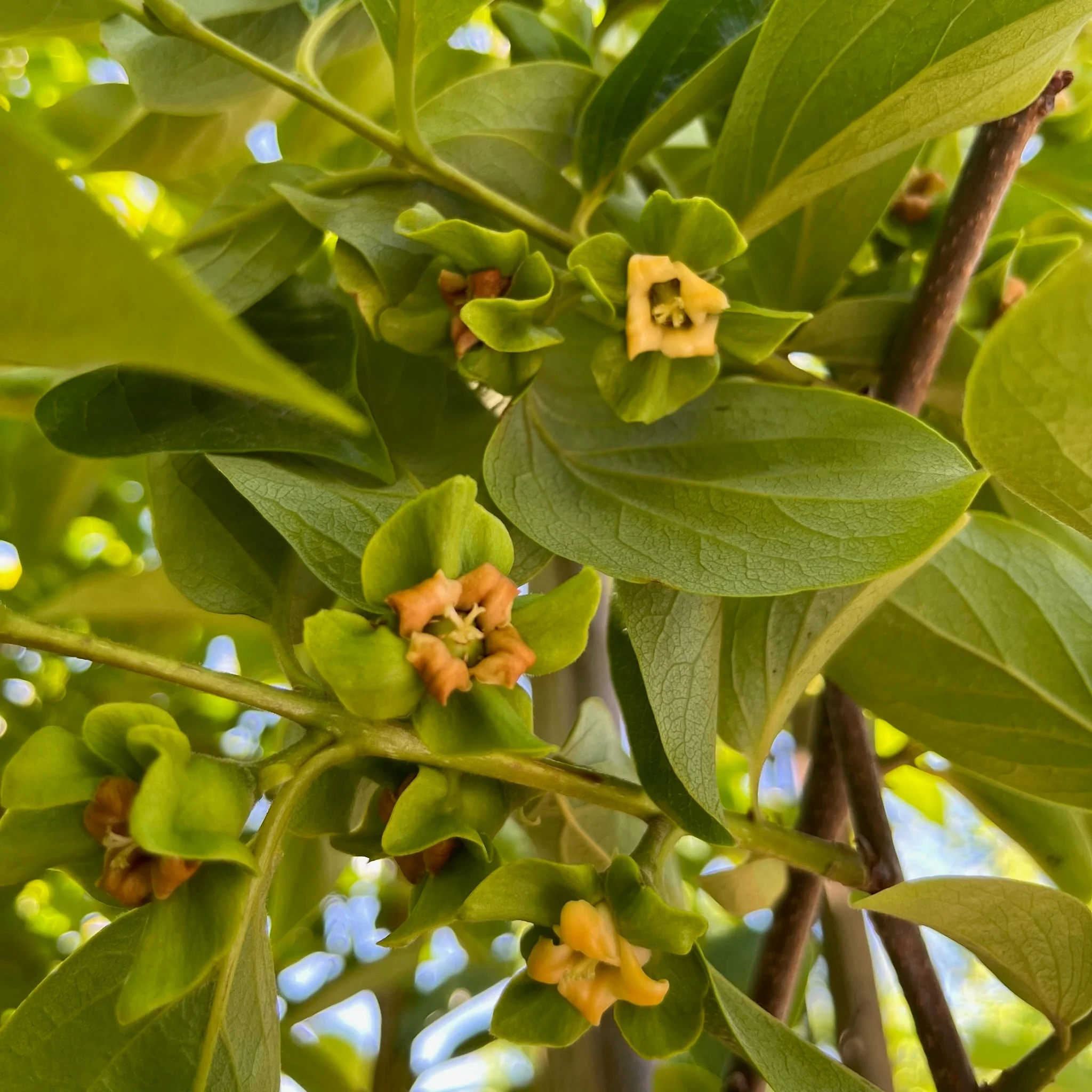 Jiro Fuyu Persimmon - Image 3