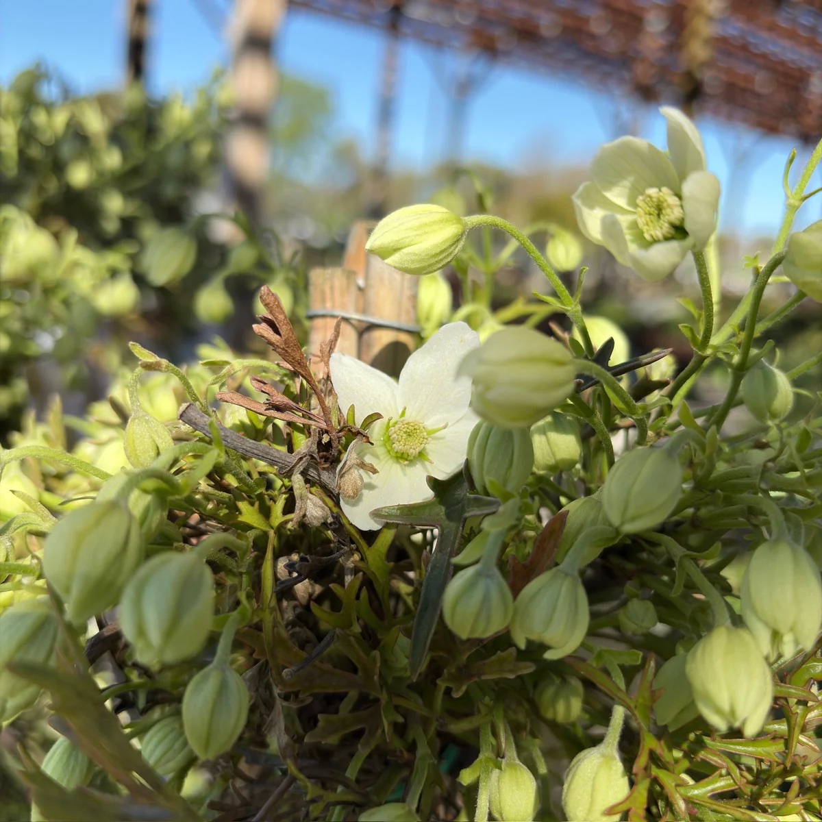 Joe Evergreen Clematis - Image 2