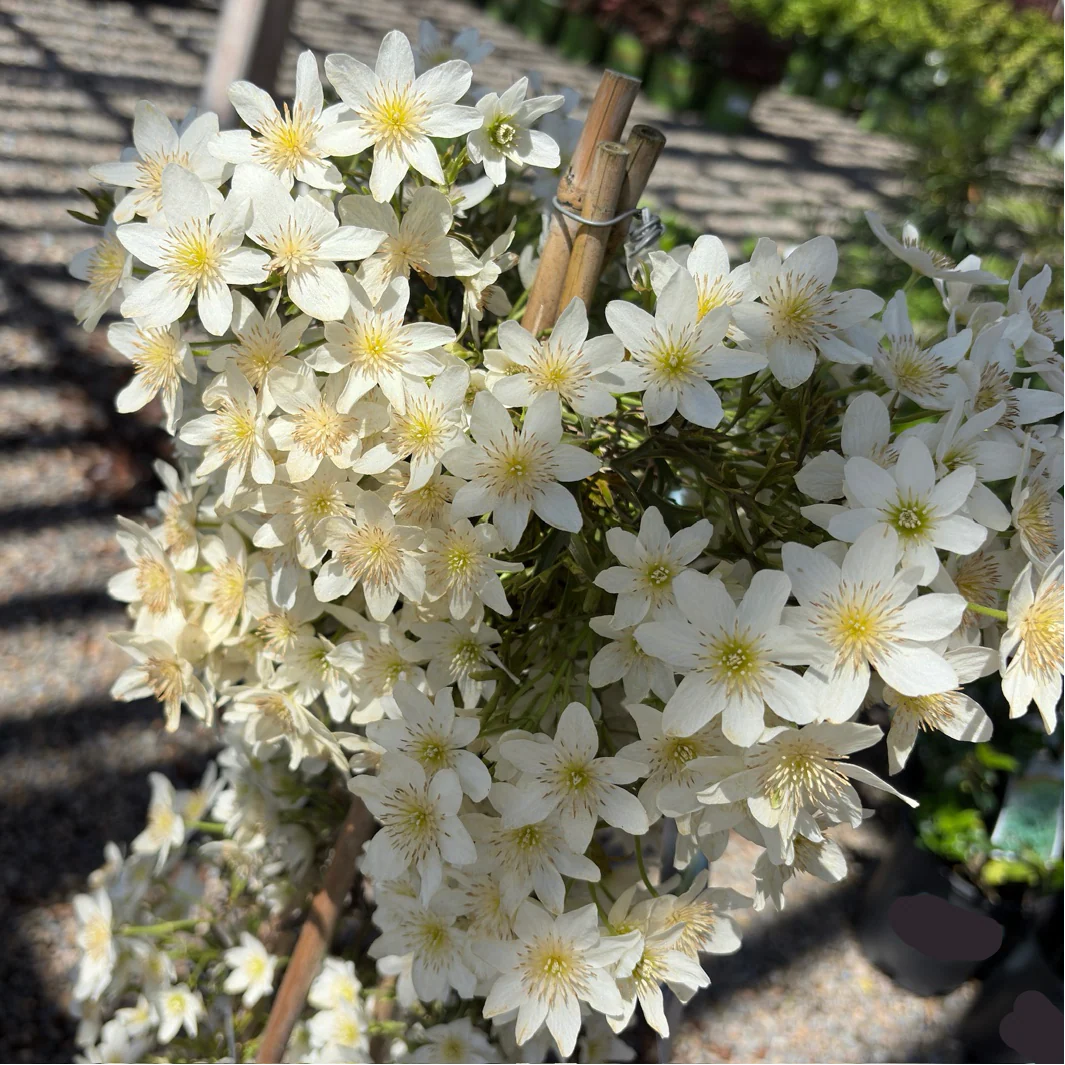 Joe Evergreen Clematis - Image 1