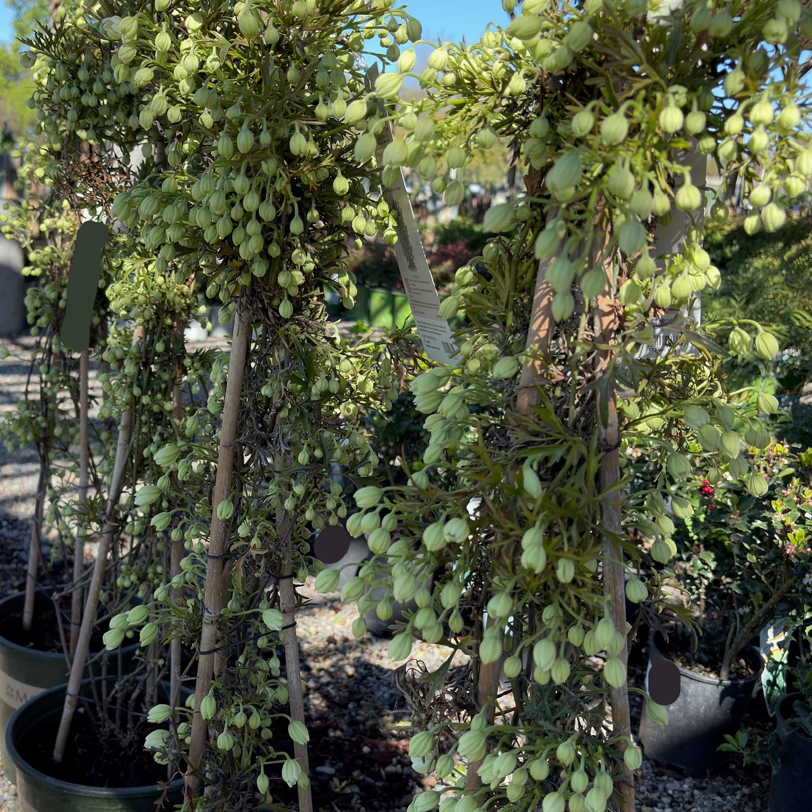 Joe Evergreen Clematis - Image 3