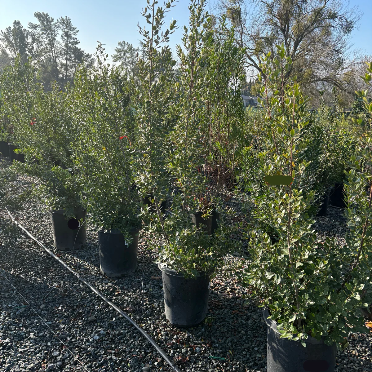John Edwards Italian Buckthorn - Image 1