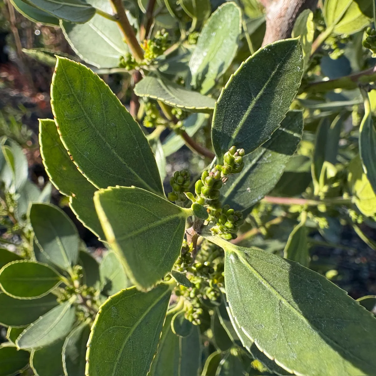 John Edwards Italian Buckthorn - Image 2