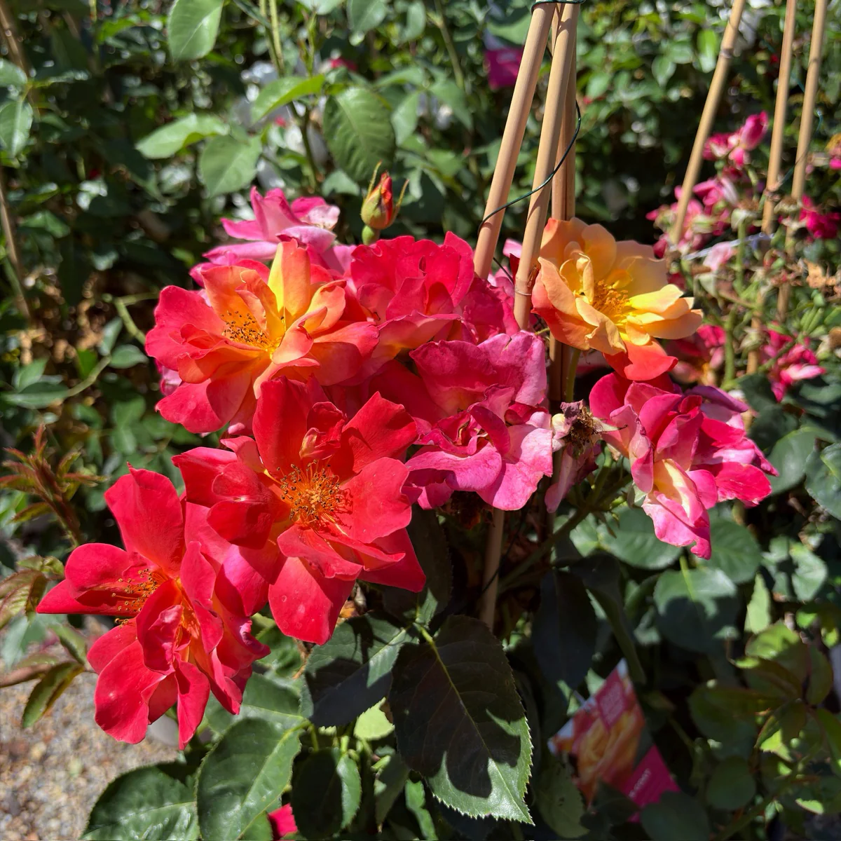 Joseph's Coat Climbing Rose - Image 1