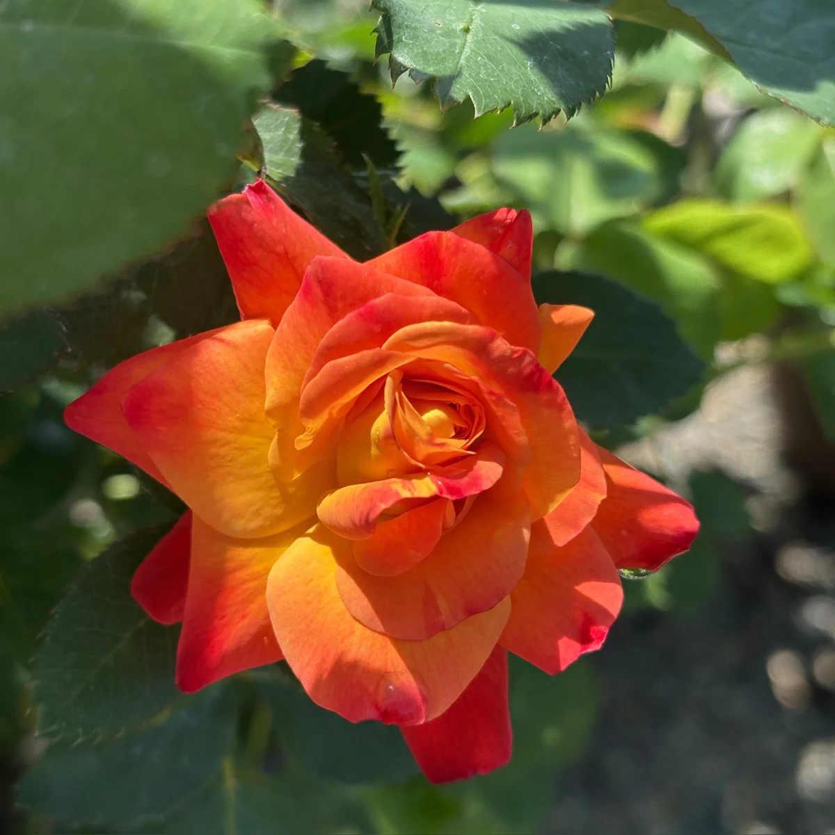 Joseph's Coat Climbing Rose - Image 2