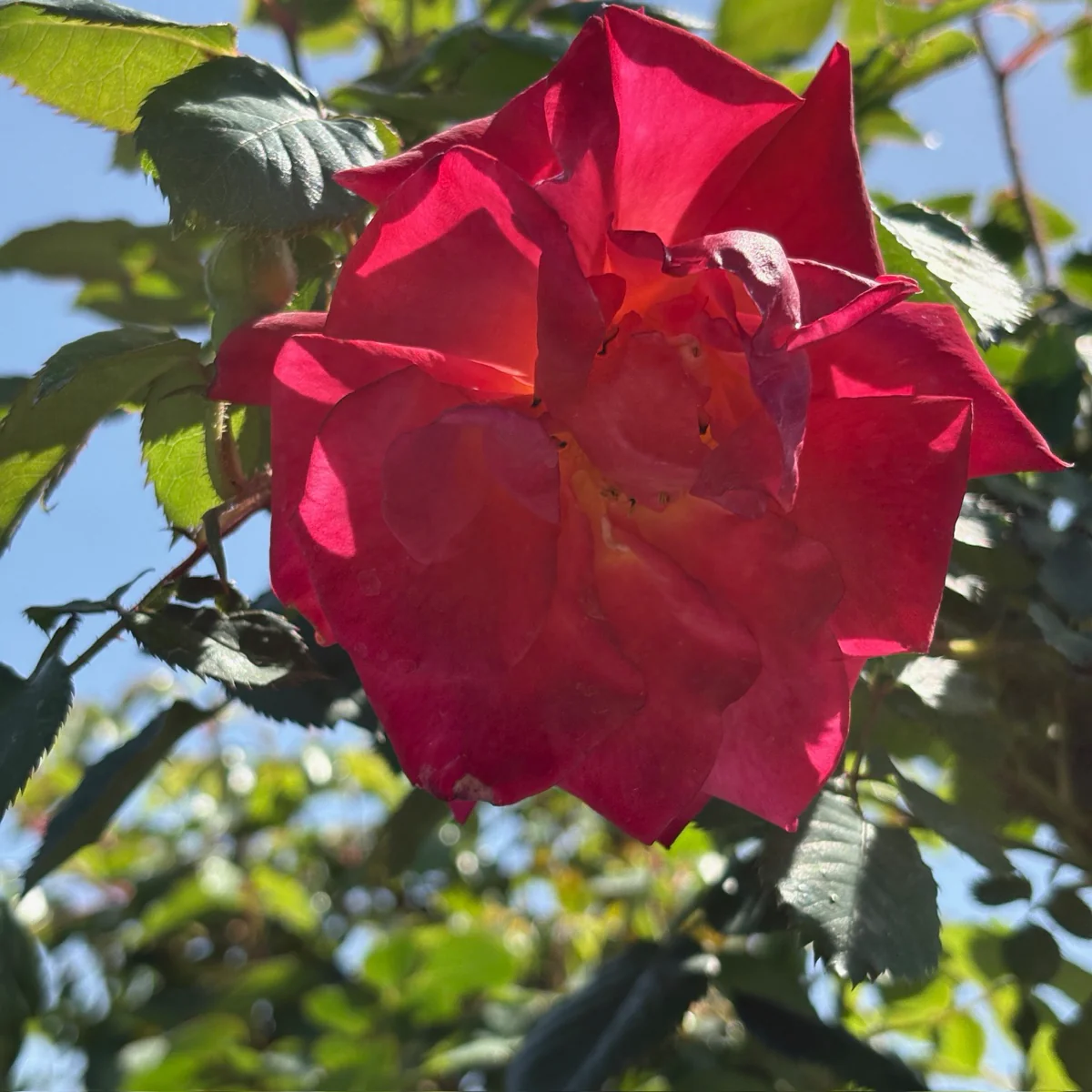 Joseph's Coat Climbing Rose - Image 3