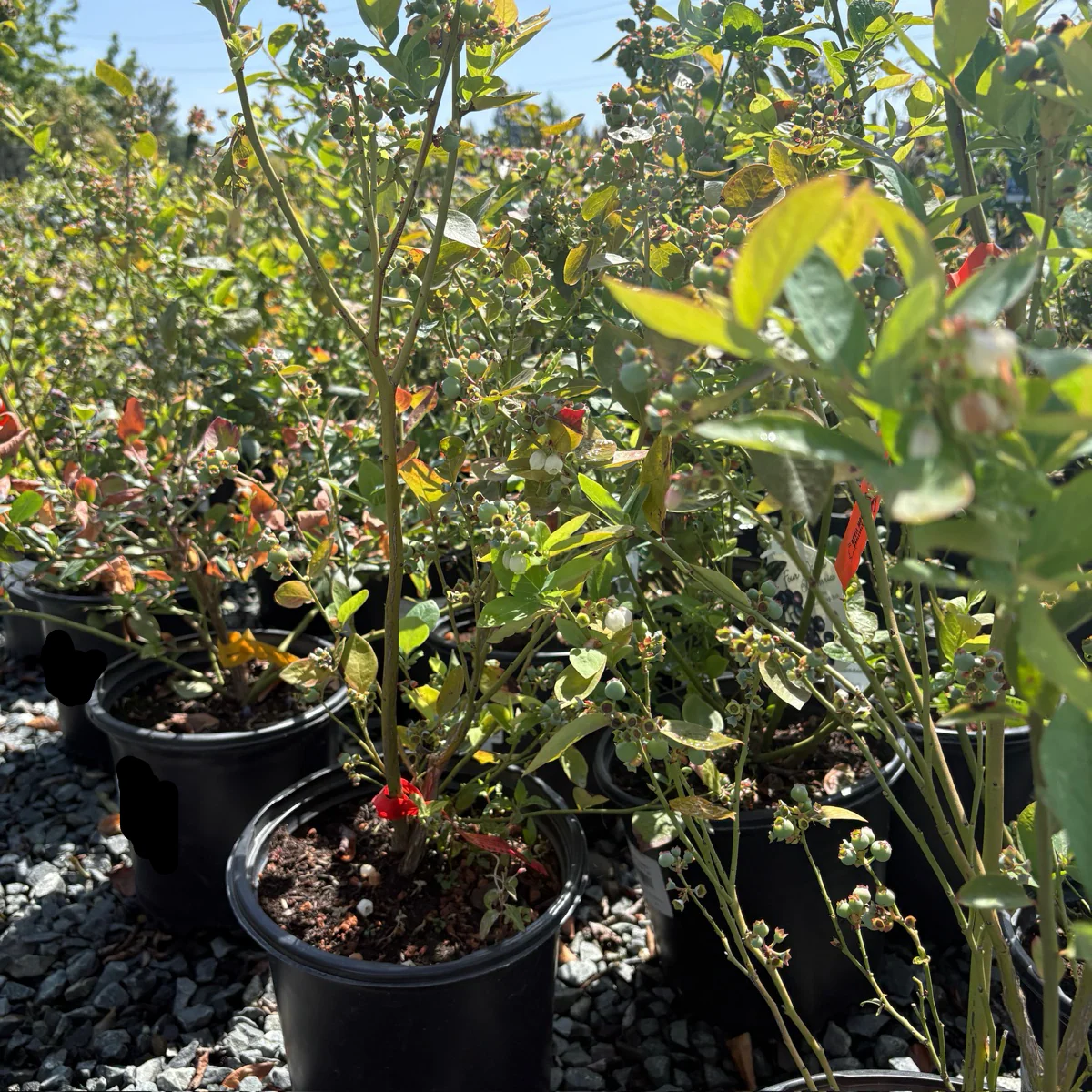 Jubilee Blueberry - Image 3