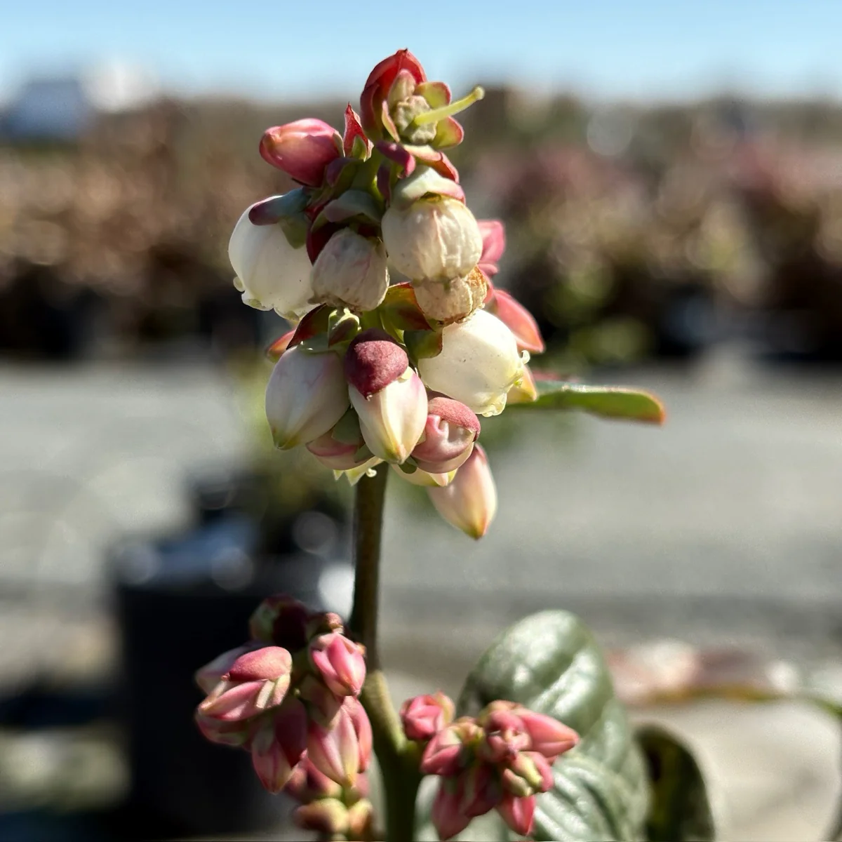 Jubilee Blueberry - Image 1