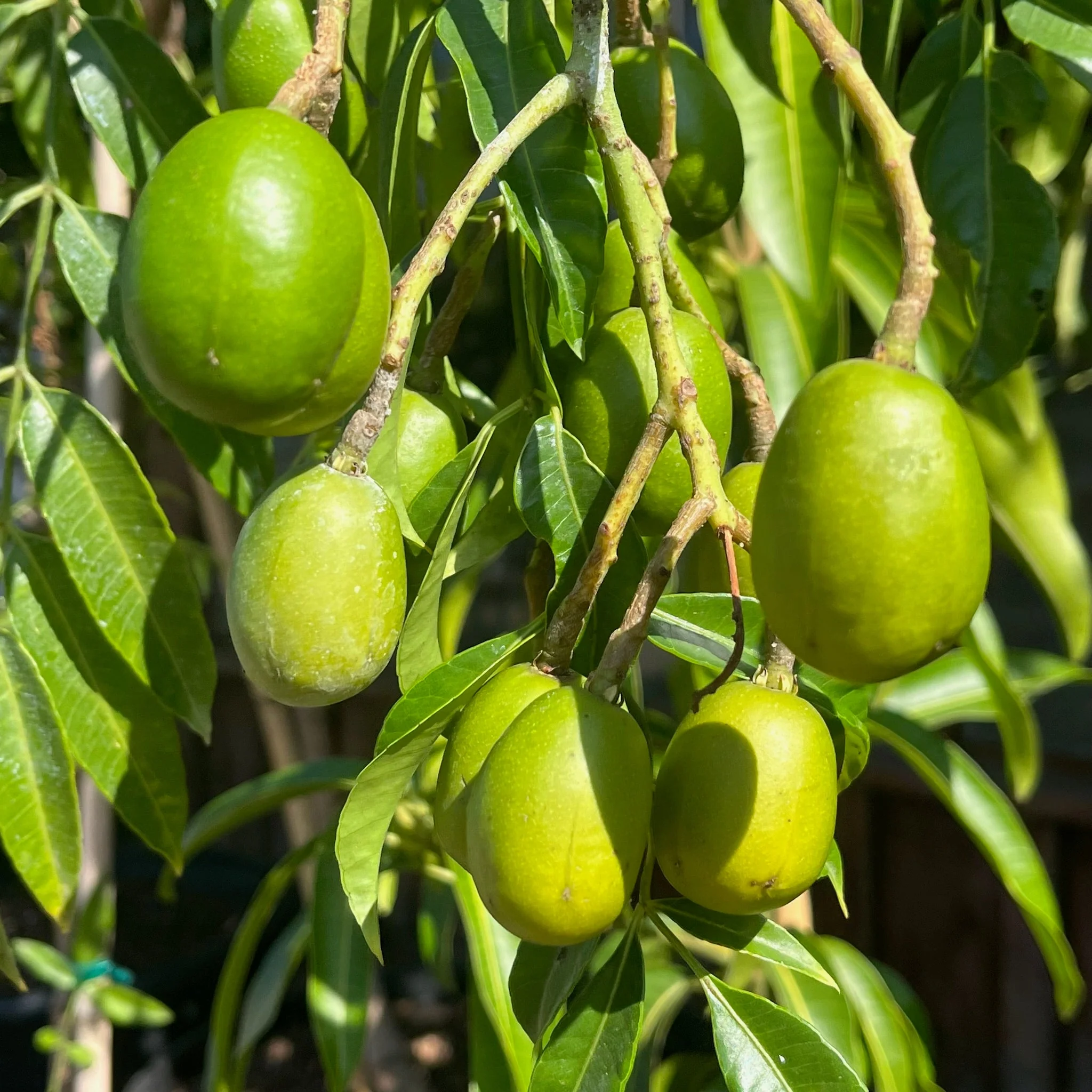 June Plum - Image 1