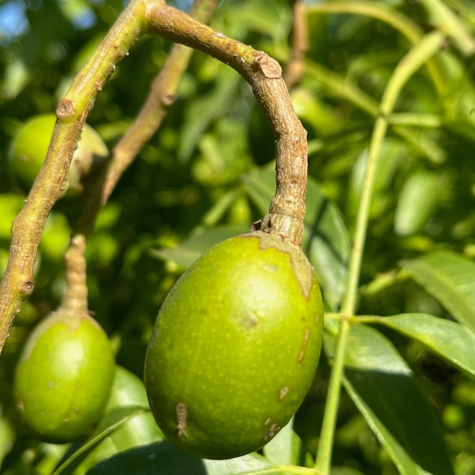 June Plum - Image 2