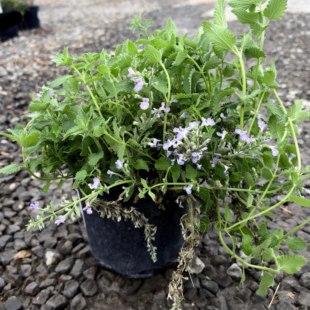Junior Walker Catmint - Image 1