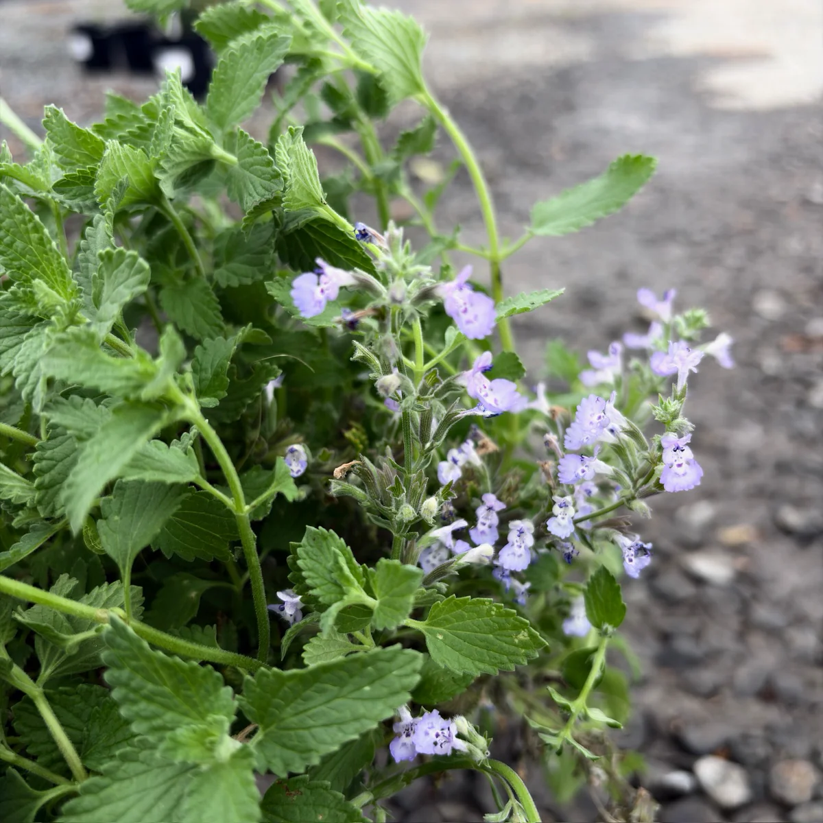 Junior Walker Catmint - Image 2