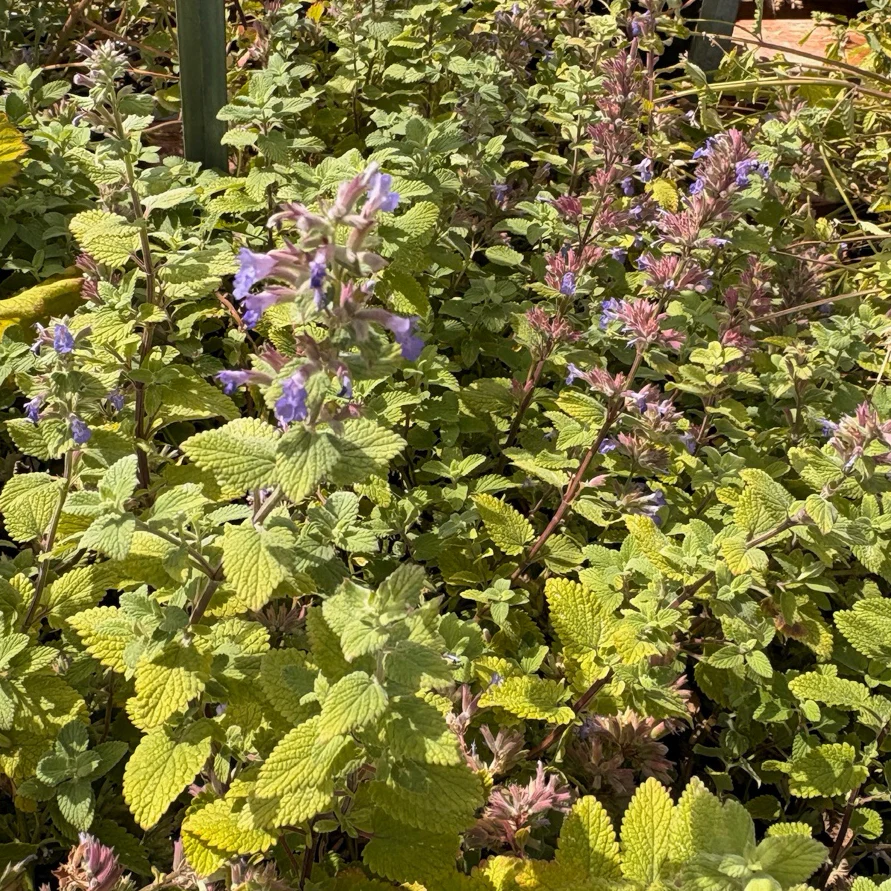 Junior Walker Catmint - Image 3